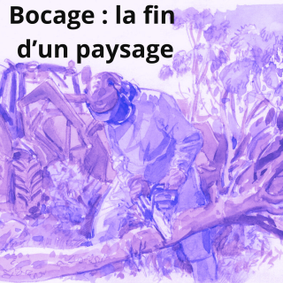 Bocage : la fibre coûte cher aux haies #5