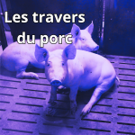 Les travers du porc : Plouvorn et ses 80.000 cochons