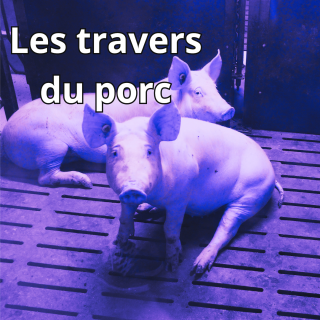 [Teaser] Les travers du porc